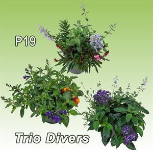 Afbeelding van EJ Mix combi P19 Divers